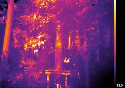 ecology Malaysian borneo orangutan thermal imaging drone camera